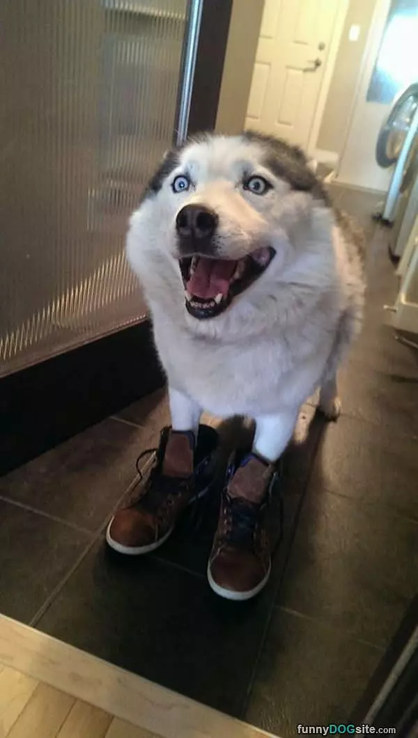 I Has Shoes