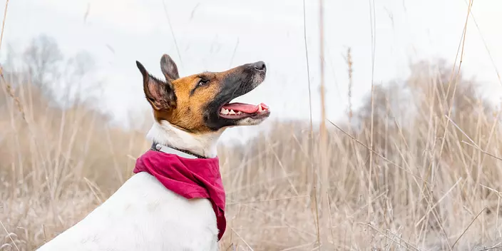 Smooth Fox Terrier portrait