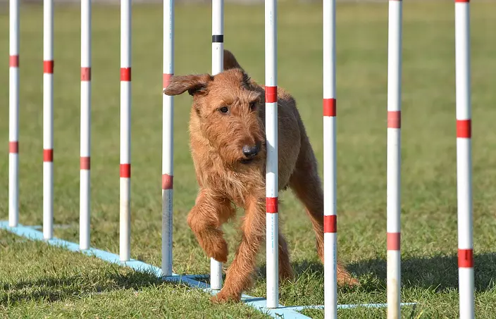 Irish Terrier training