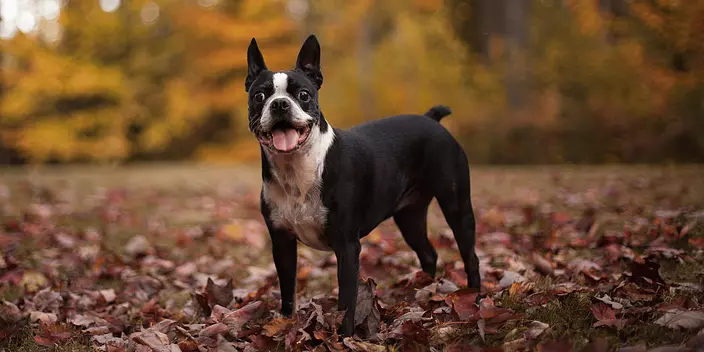 Boston Terrier smiling