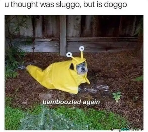 You Thought It Was Sluggo