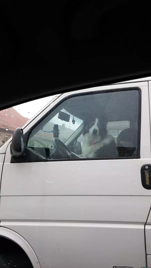 Driver Dog