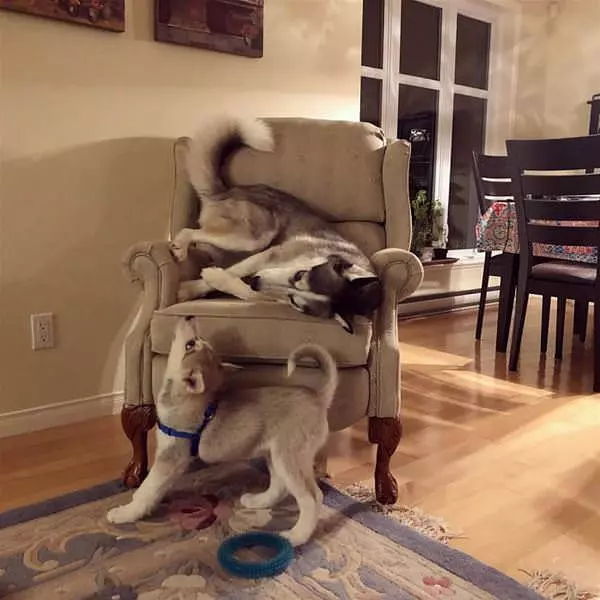 Playing On The Chair