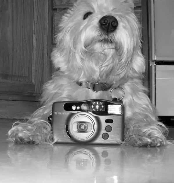 Let Me Take Your Picture