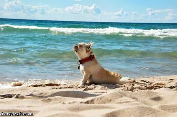 Doggie Beach Yoga