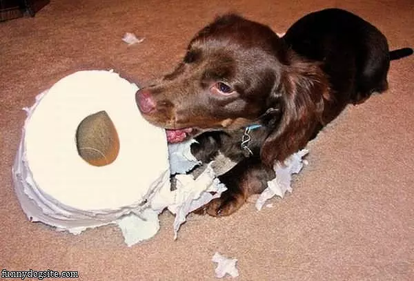 Toilet Paper Fetch
