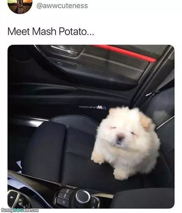 This Is Mashed Potato