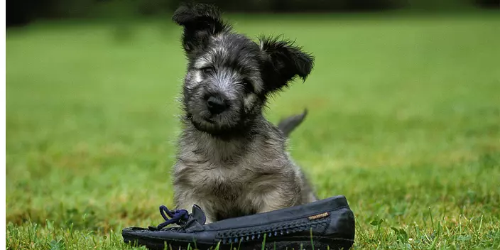 Skye Terrier puppy playing
