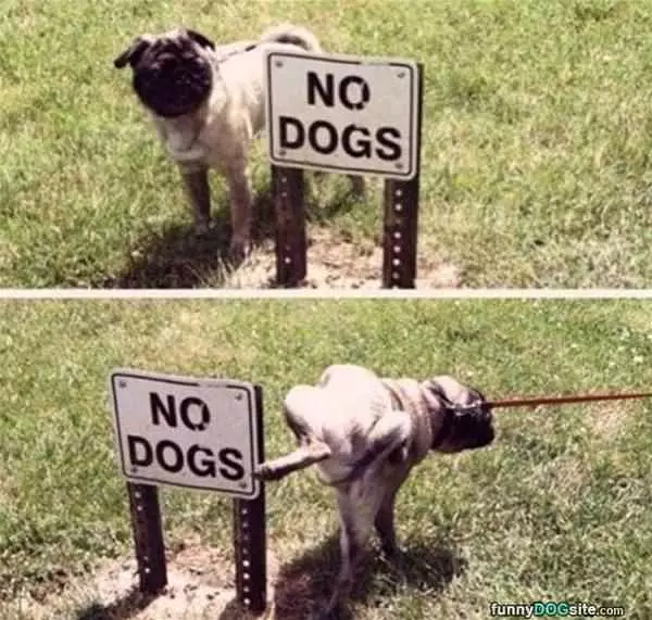 No Dogs Here Please