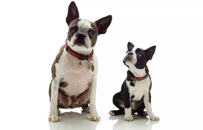 Boston Terrier Brothers