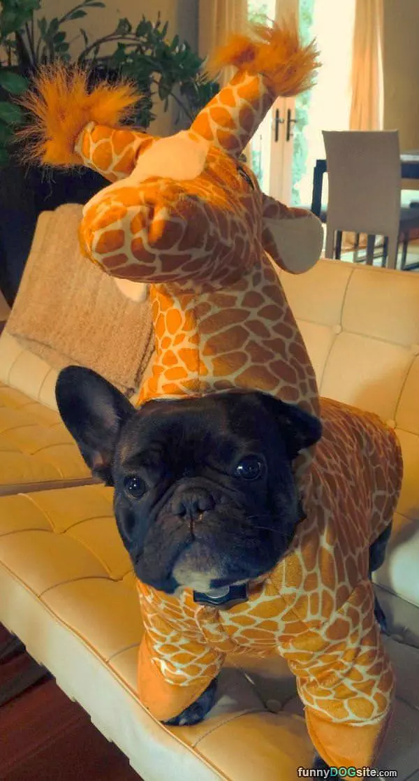 I Am A Giraffe