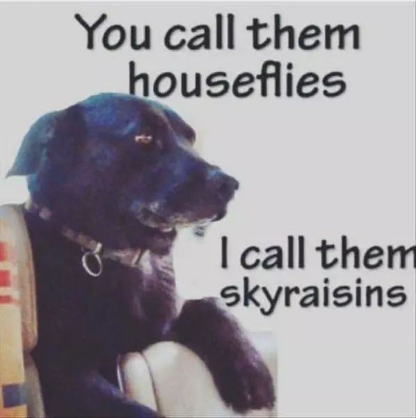 You Call Them House Flies