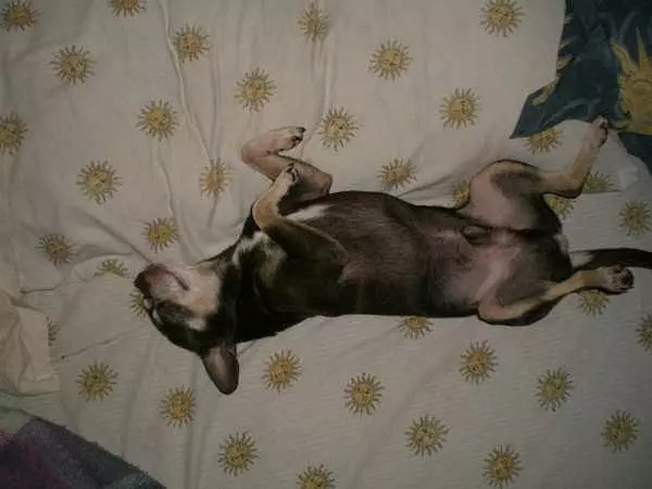Paco-sleeping