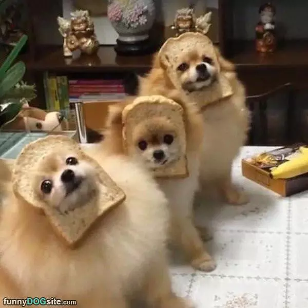 We Are All Bread