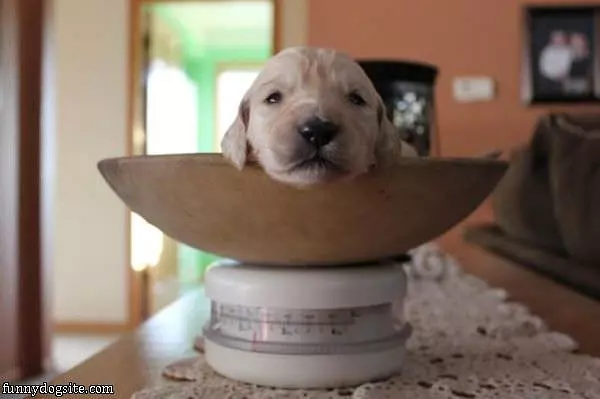One Bowl Of Dog