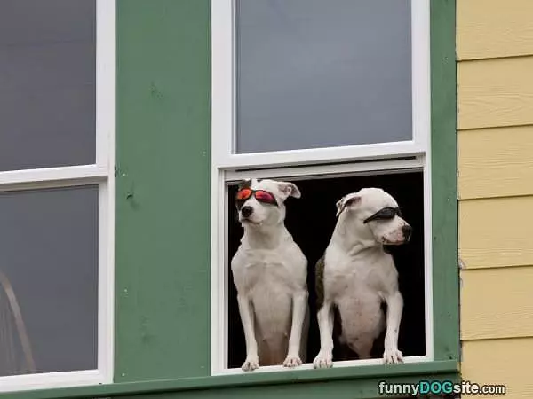 Cool Glasses Dogs