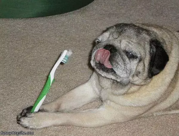 Clean Doggy Teeth