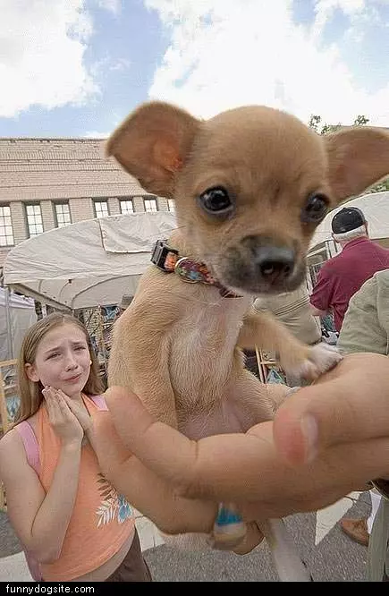 Dog In Palm Of Hand