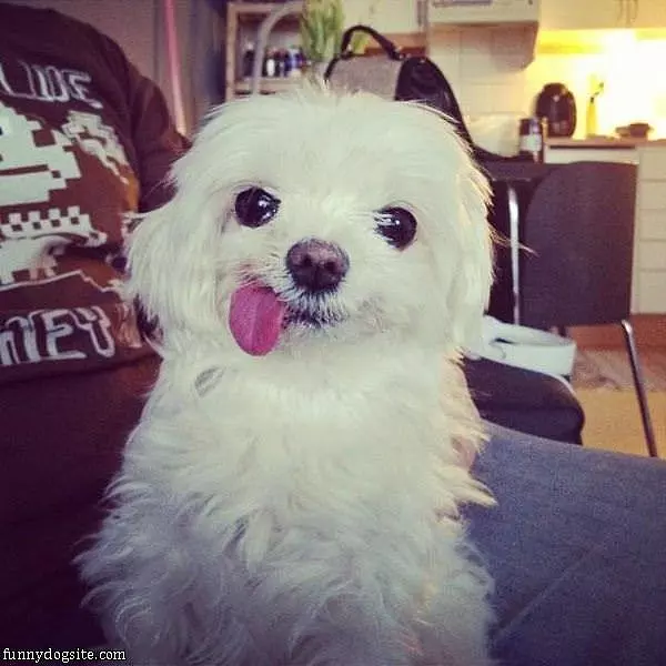 Funny Dog Tongue