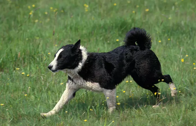 Karelian Bear Dog running