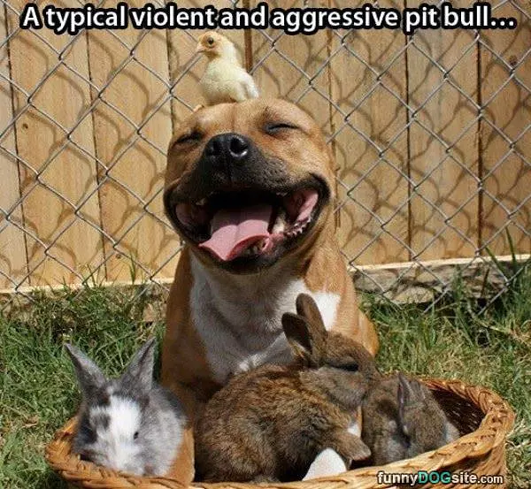 Violent And Aggressive