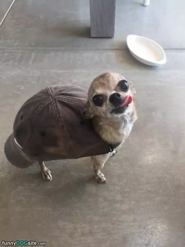 Im A Turtle