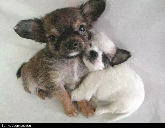 Tiny Dogs Hugging