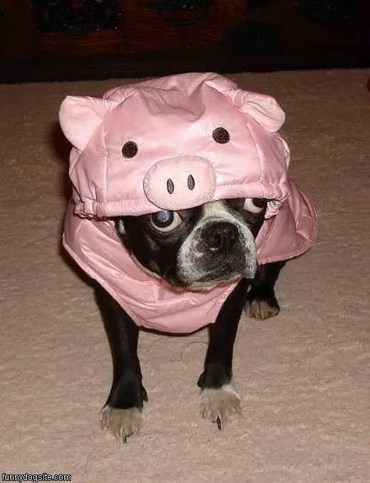 Dog Is A Pig