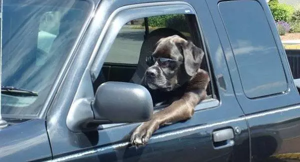 Cool Driving Dog