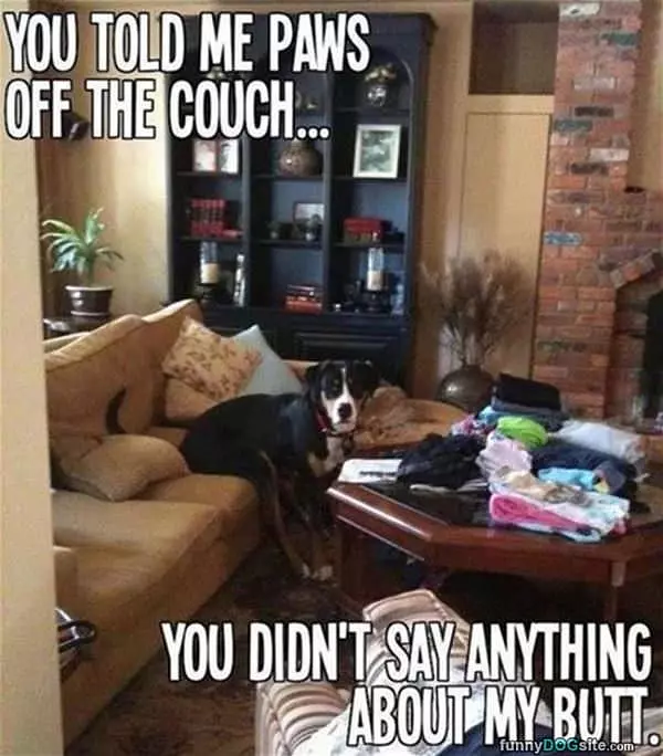 No Paws On The Couch