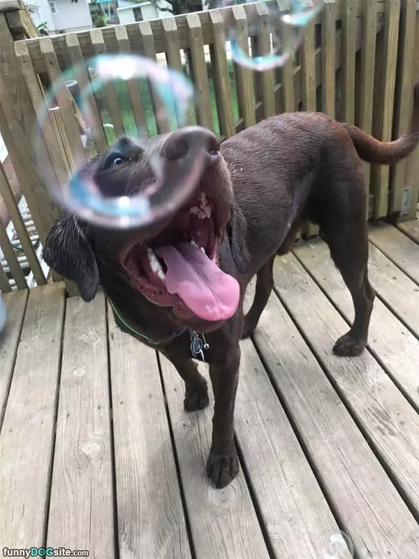 I Like Bubbles