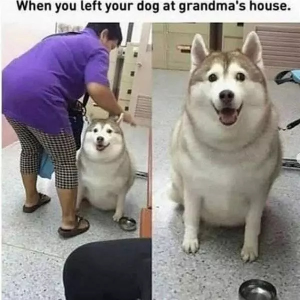Left Dog At Grandmas