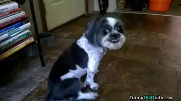 Creepy Smile Dog