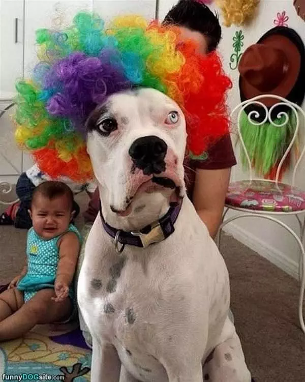 Clowning Dog