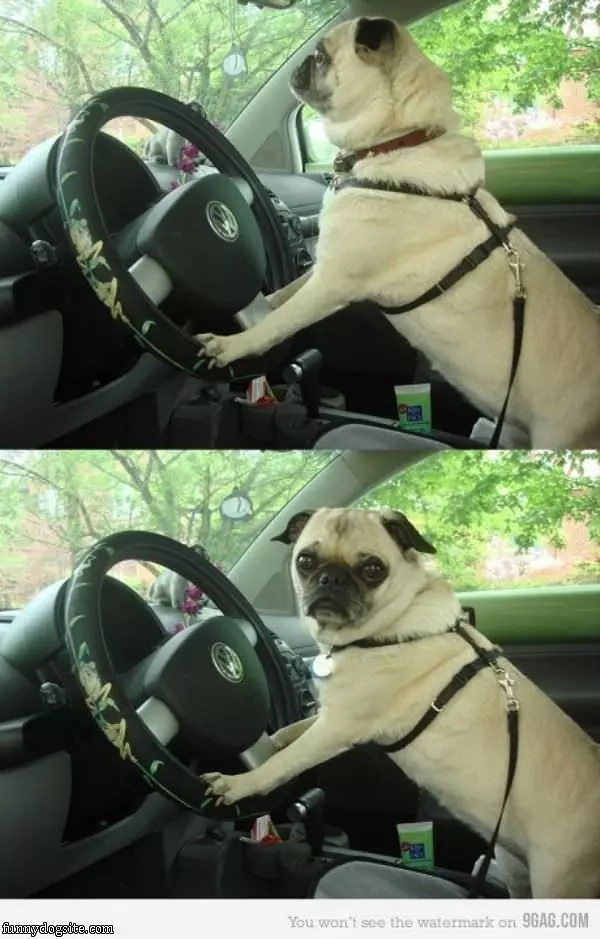 Pug Driver