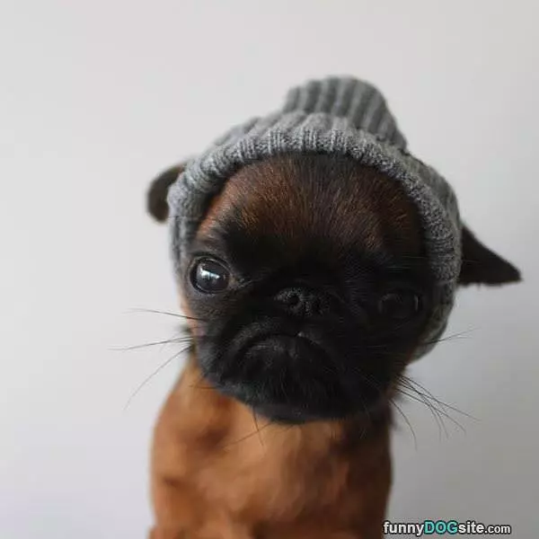 Cute Little Hat