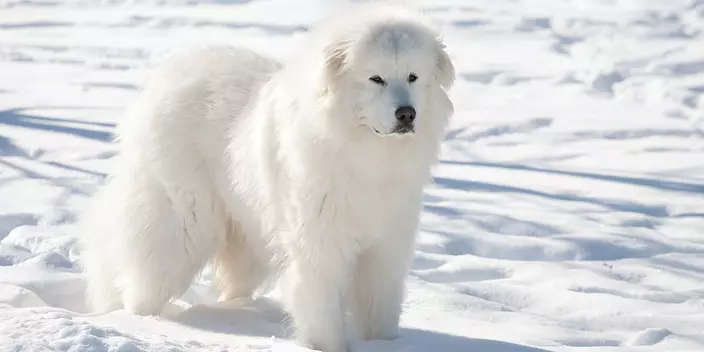 Great Pyrenees in the snow