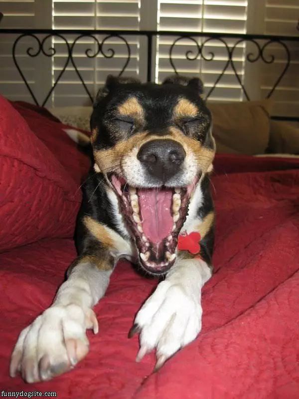 Molly Yawning
