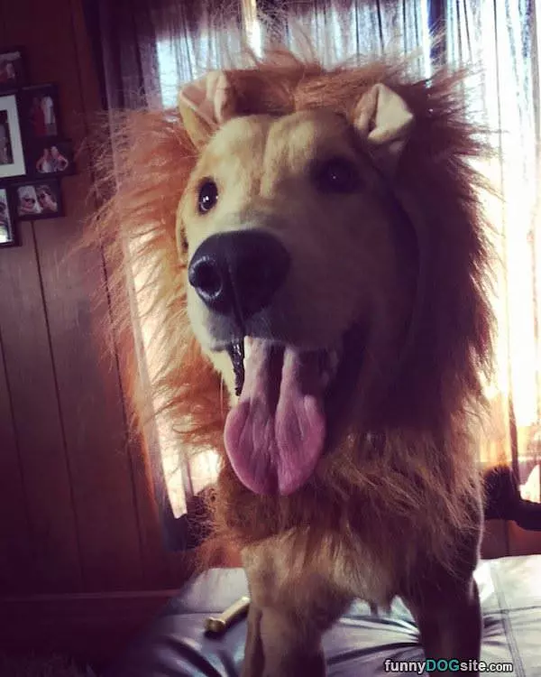 I Am A Lion Roaaar