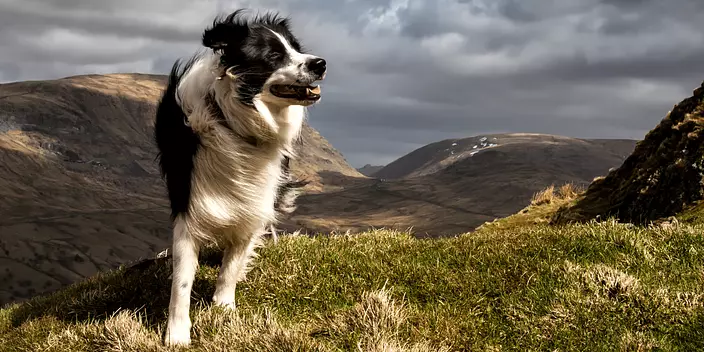 Border Collie on the mountains