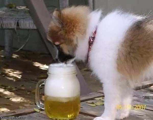Beer Drinking Dog