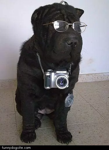 Photo Dog