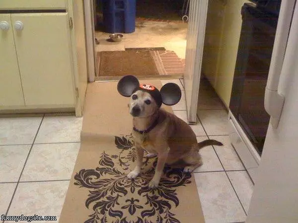 Mickey Dog