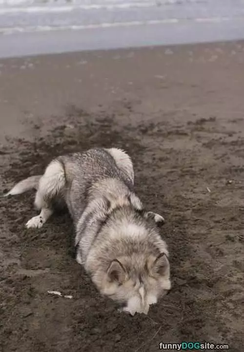 Digging In The Sand