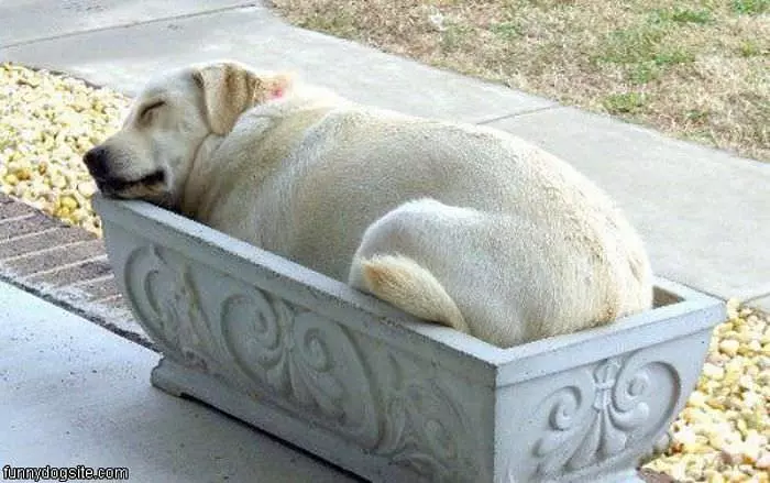 Nice Dog Bed