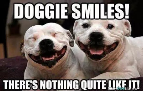 Doggie Smiles