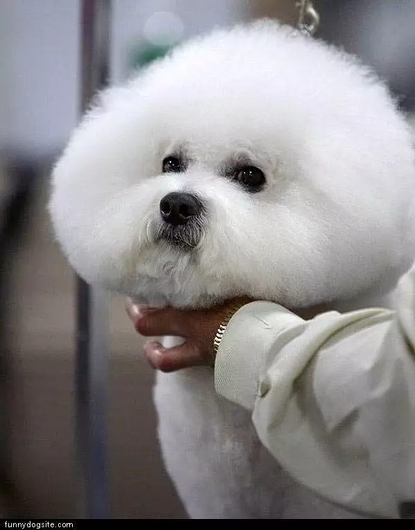Fro Dog