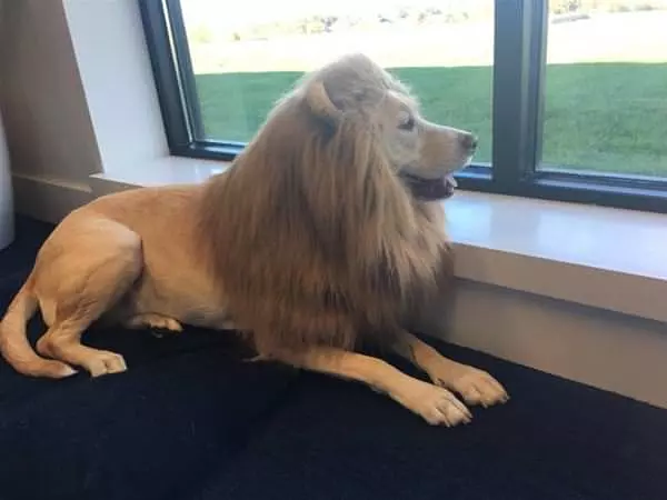 This Dog Is A Lion