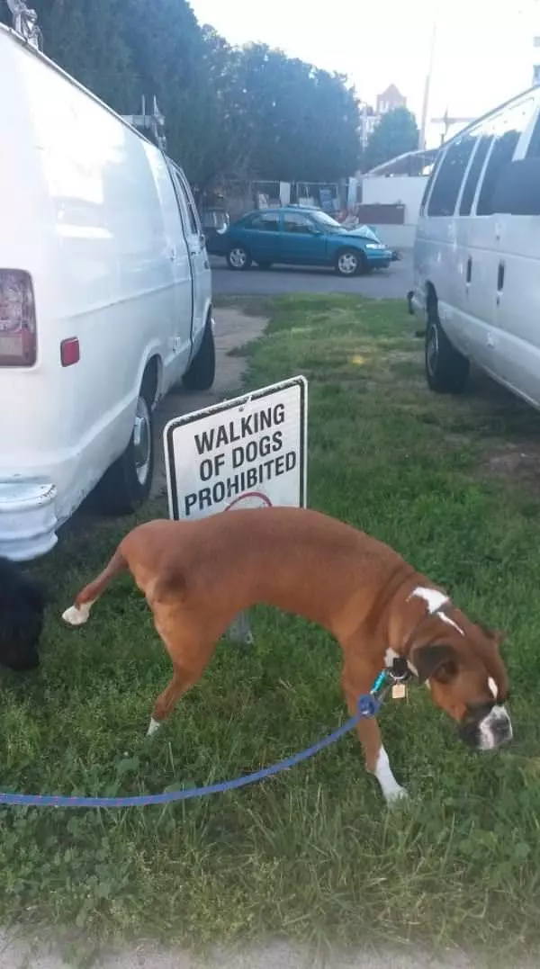 No Walking Dogs Here