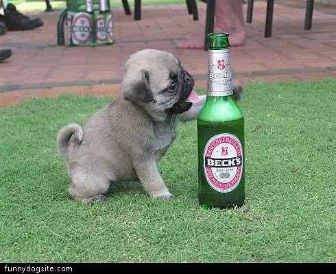 Puppy Loves Beer